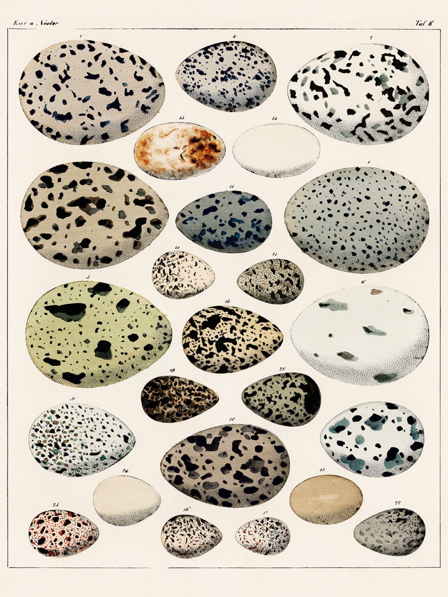 An illustration showing a variety of different eggs from different birds poster artwork print