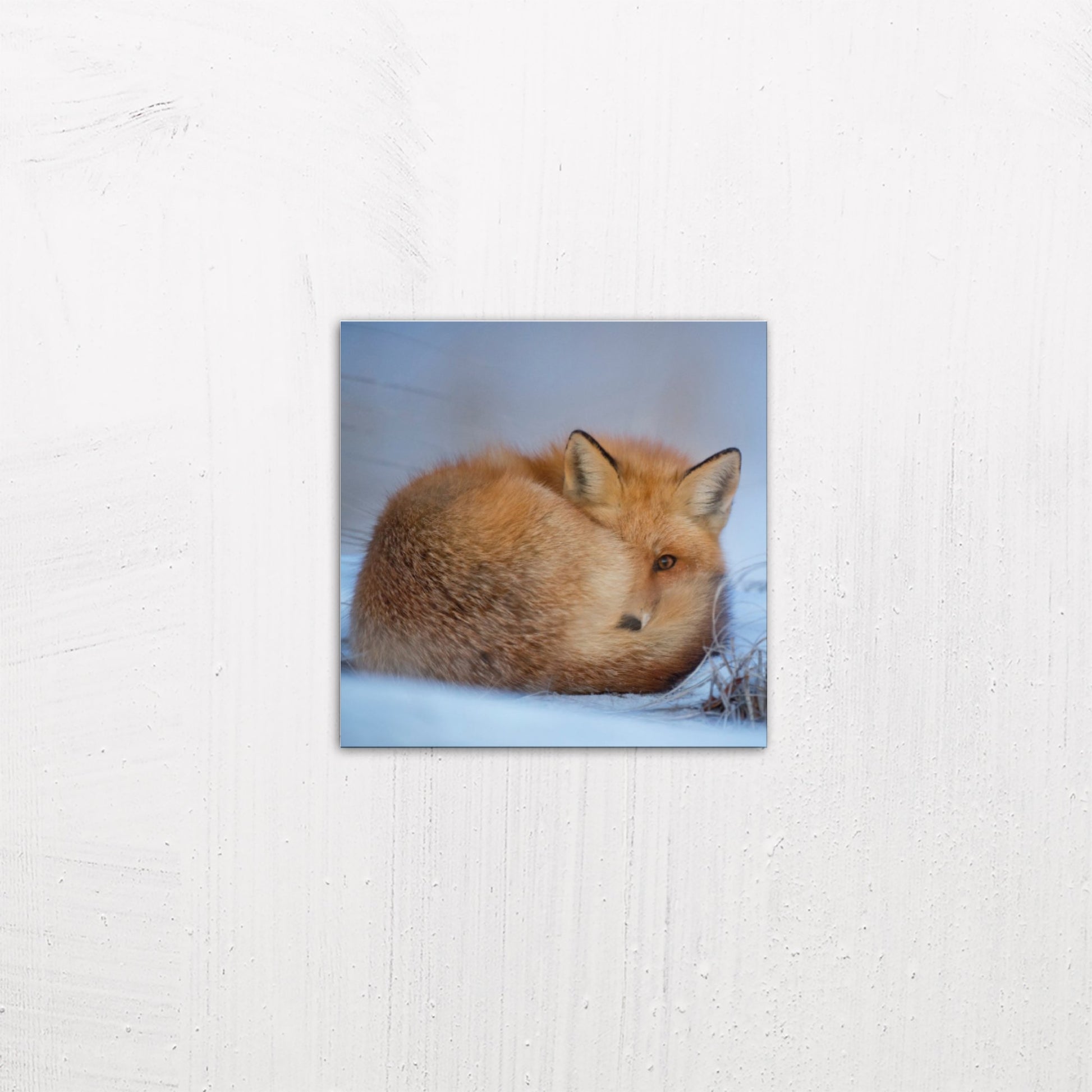 A small size metal art poster display plate with printed design of a A Cute Fox in the Snow