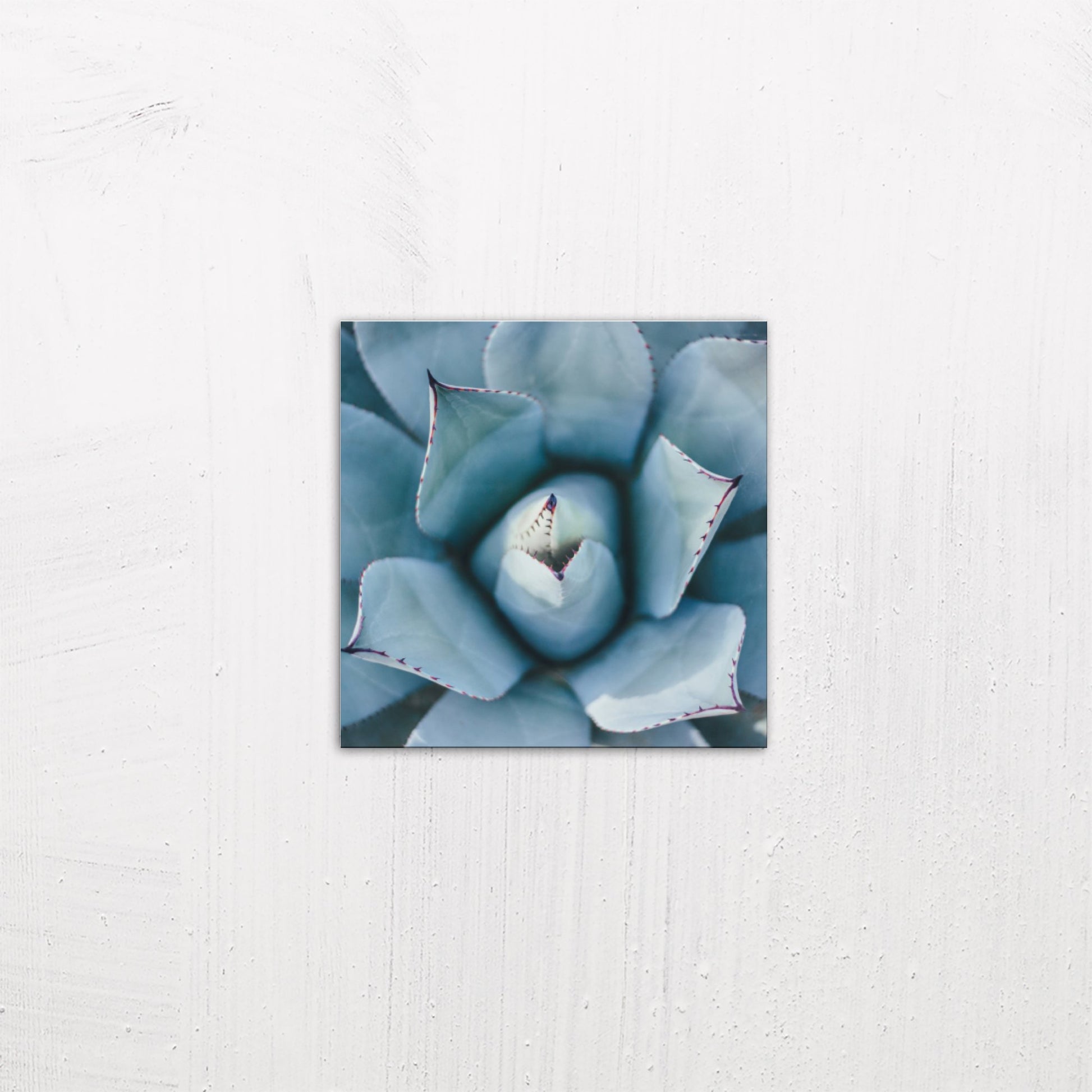 A small size metal art poster display plate with printed design of a Blue Succulent