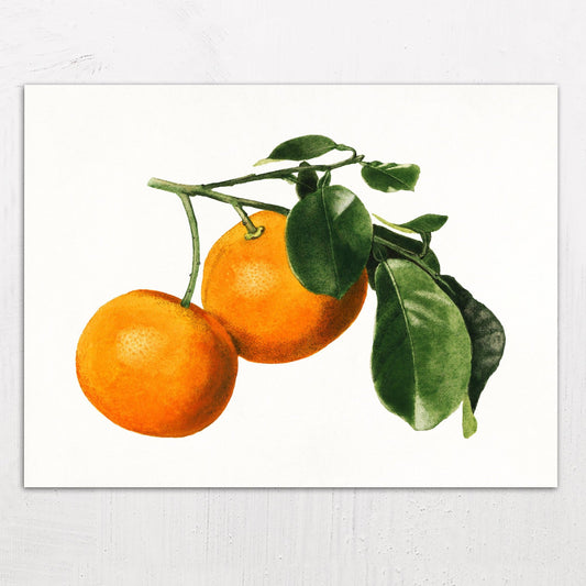 A large size metal art poster display plate with printed design of a Vintage Watercolour Illustration of Oranges