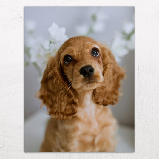 A large size metal art poster display plate with printed design of a Cute Golden Cocker Spaniel