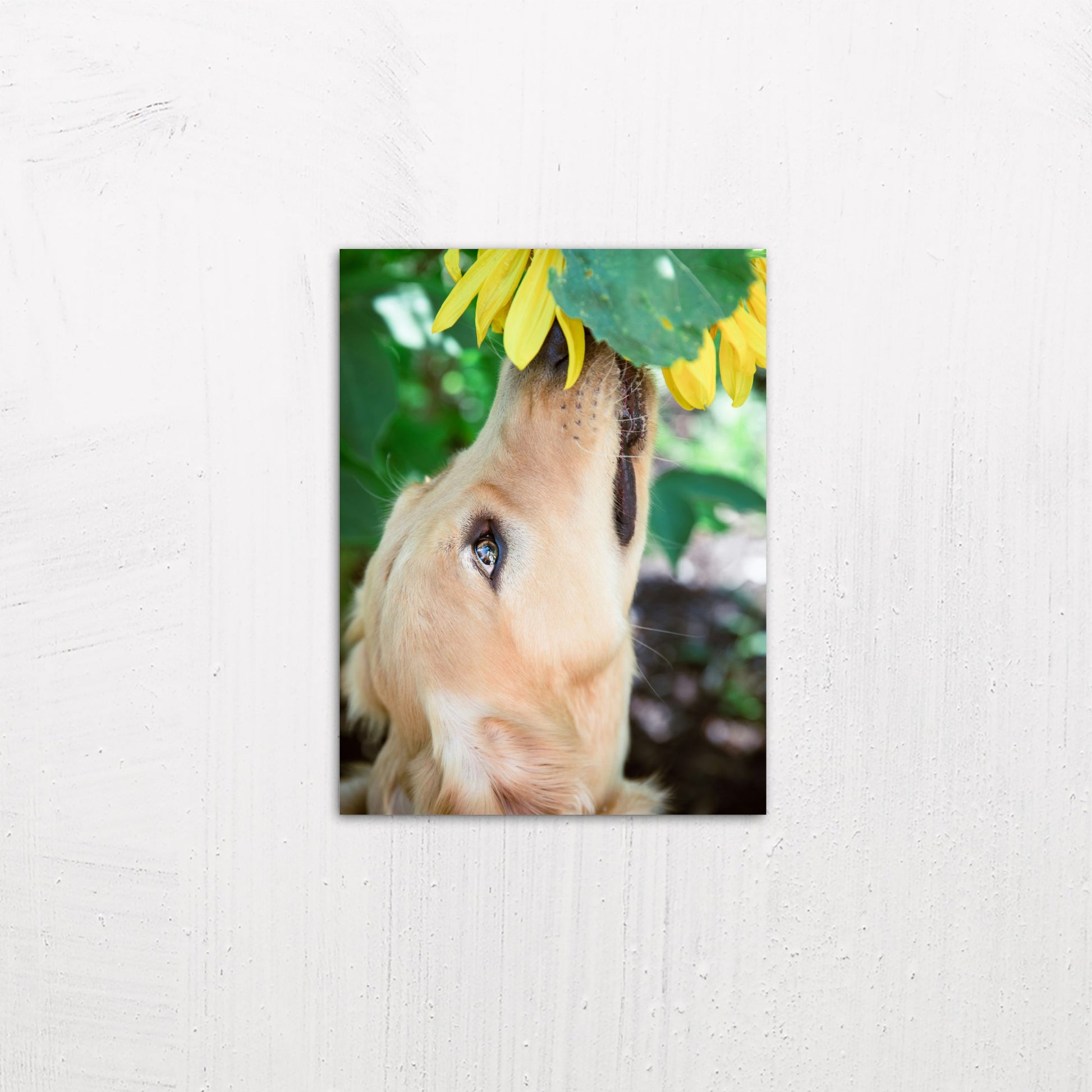 A small size metal art poster display plate with printed design of a Golden Retriever with a Flower