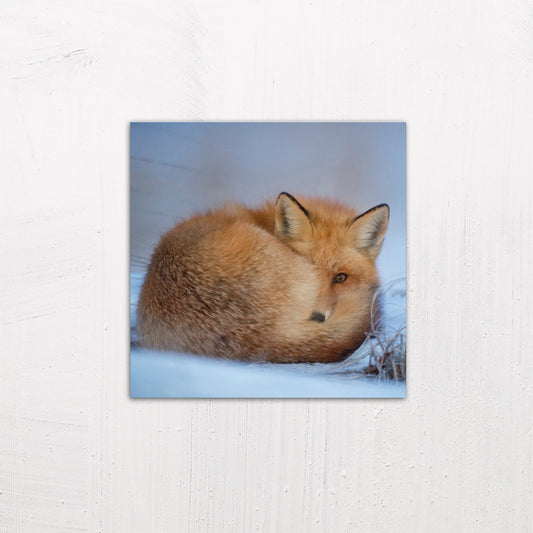A medium size metal art poster display plate with printed design of a A Cute Fox in the Snow