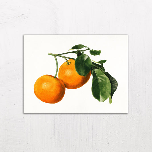 A medium size metal art poster display plate with printed design of a Vintage Watercolour Illustration of Oranges