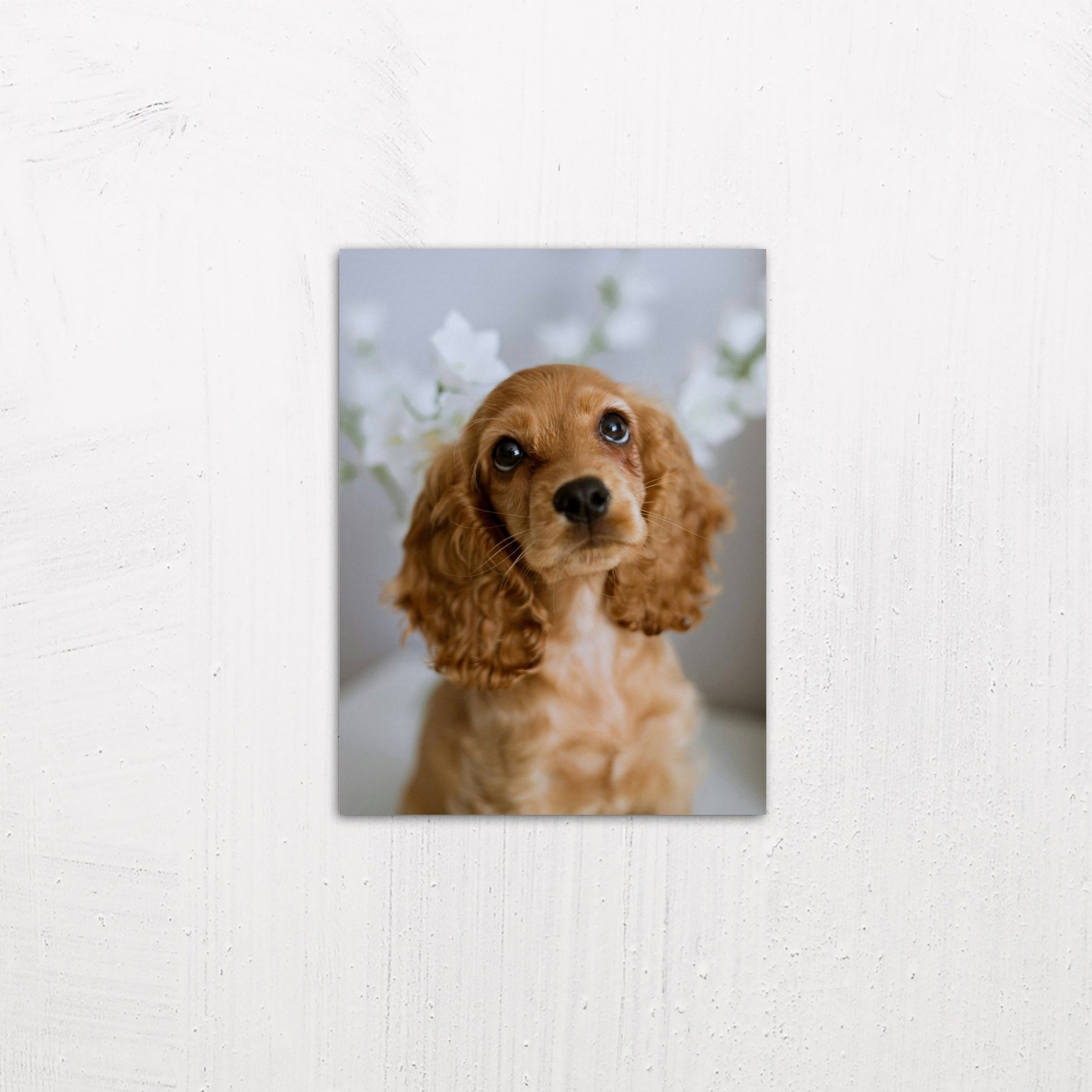 A small size metal art poster display plate with printed design of a Cute Golden Cocker Spaniel