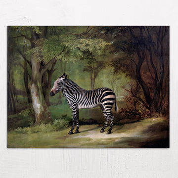 Zebra by George Stubbs (1763)