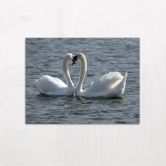 Two Swans Make a Heart