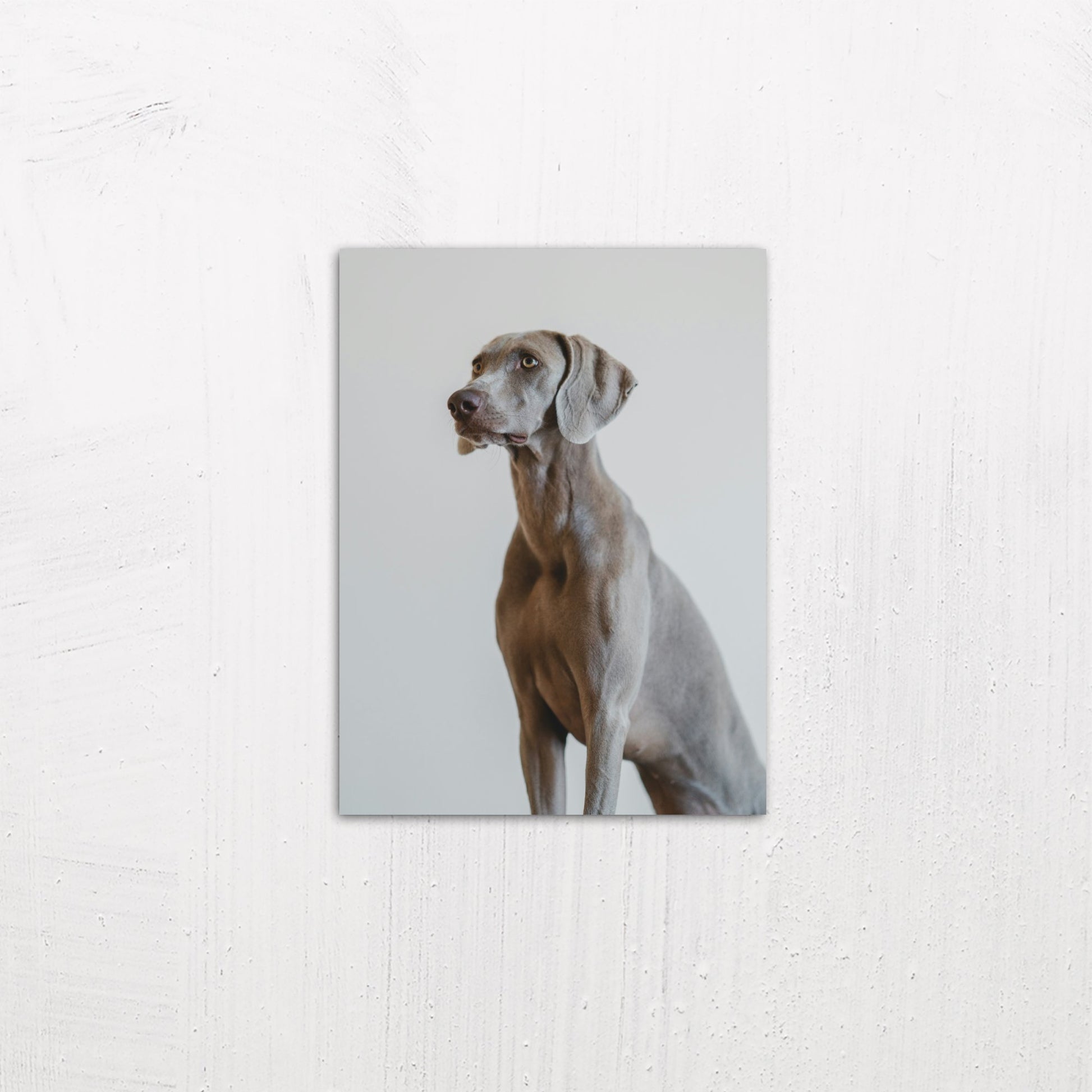 A small size metal art poster display plate with printed design of a Weimaraner