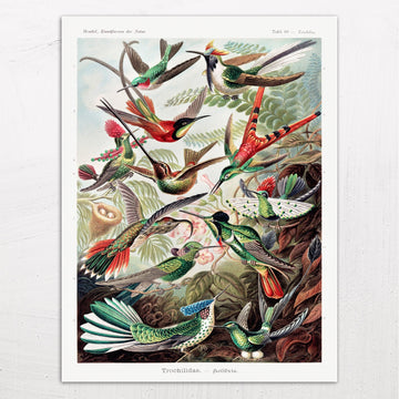 Trochilidae-Kolibris (Hummingbirds) by Ernst Haeckel (1904)