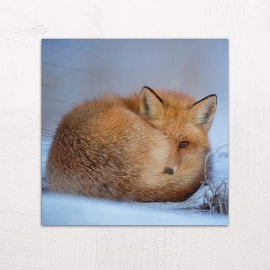 A large size metal art poster display plate with printed design of a A Cute Fox in the Snow