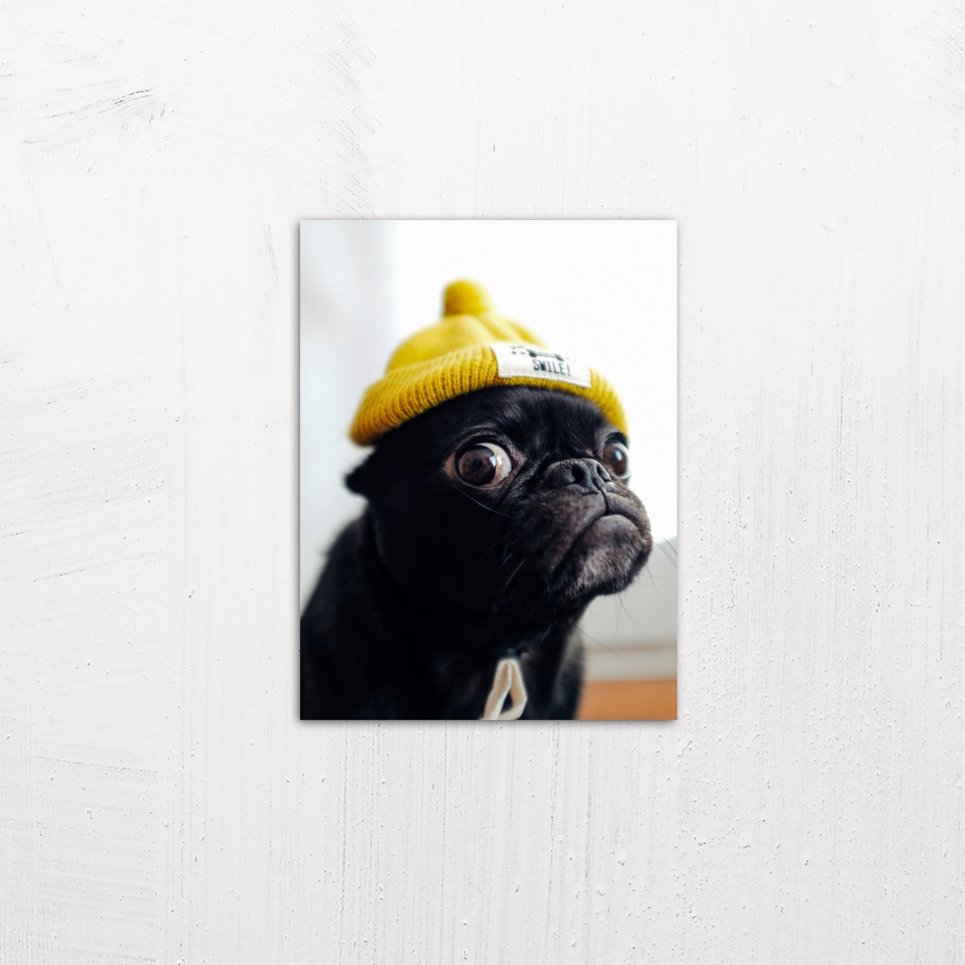 A small size metal art poster display plate with printed design of a Pug in a Yellow Hat