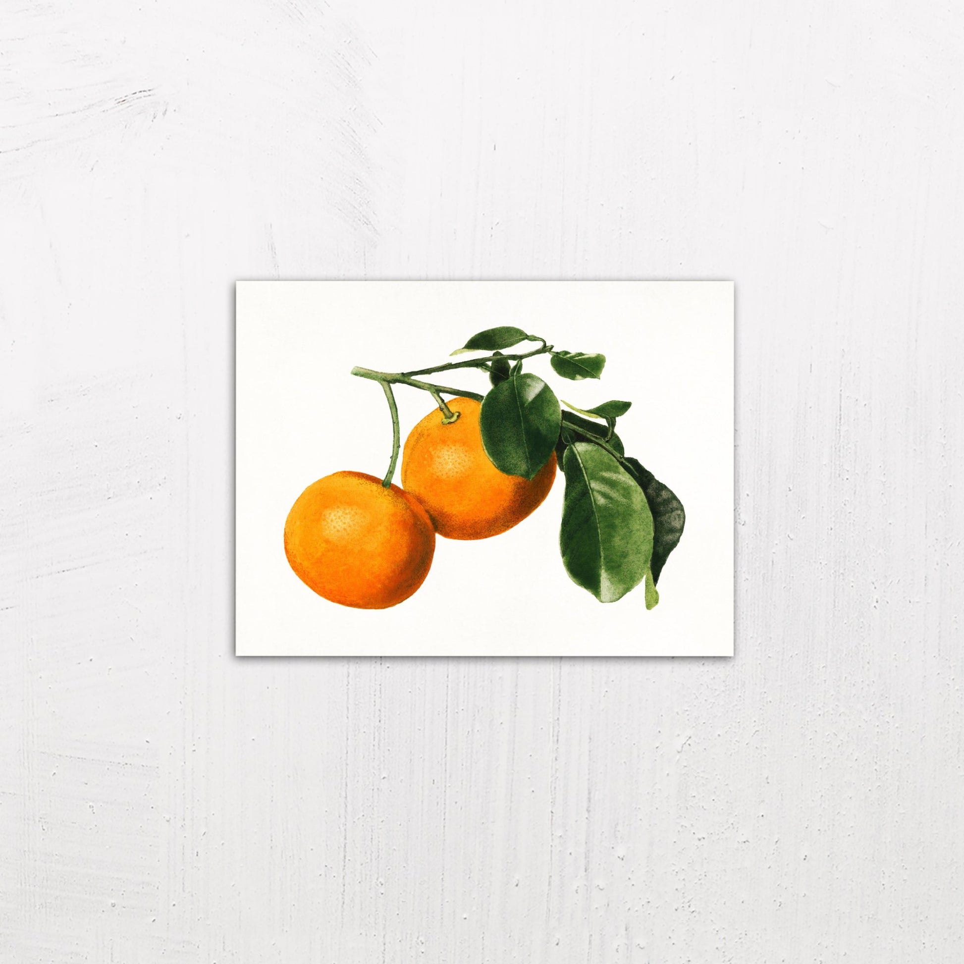 A small size metal art poster display plate with printed design of a Vintage Watercolour Illustration of Oranges