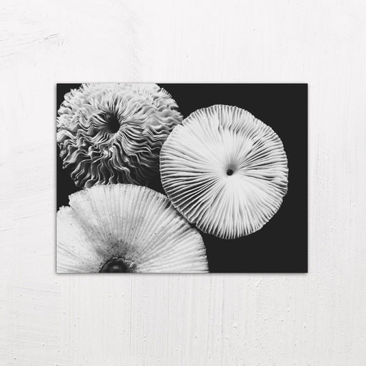 Abstract Mushrooms