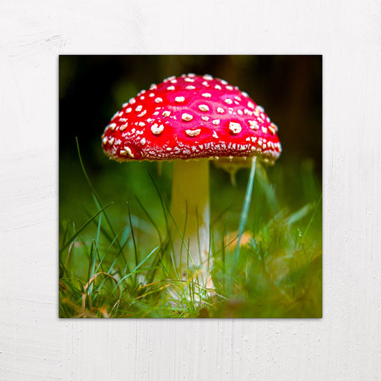 A large size metal art poster display plate with printed design of a Fly Agaric (Amanita muscaria) Fungi