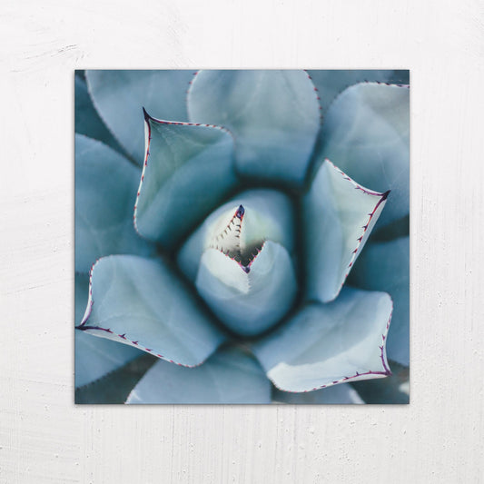 A large size metal art poster display plate with printed design of a Blue Succulent