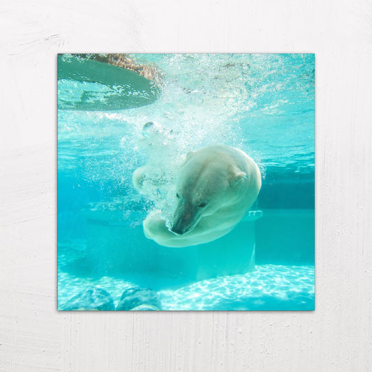 A large size metal art poster display plate with printed design of a Polar Bear Under Water