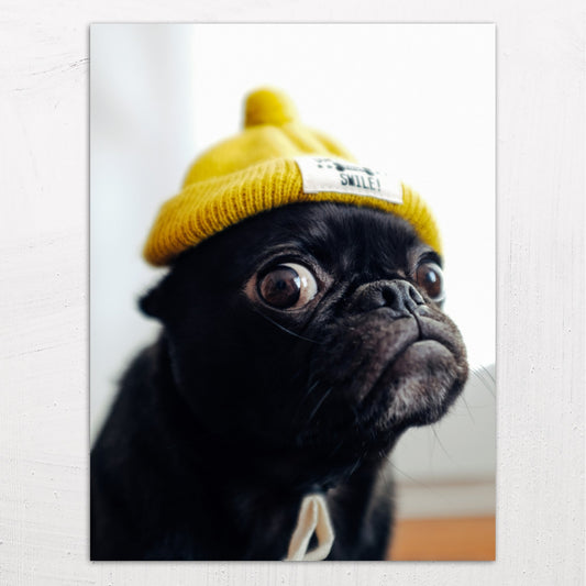 A large size metal art poster display plate with printed design of a Pug in a Yellow Hat
