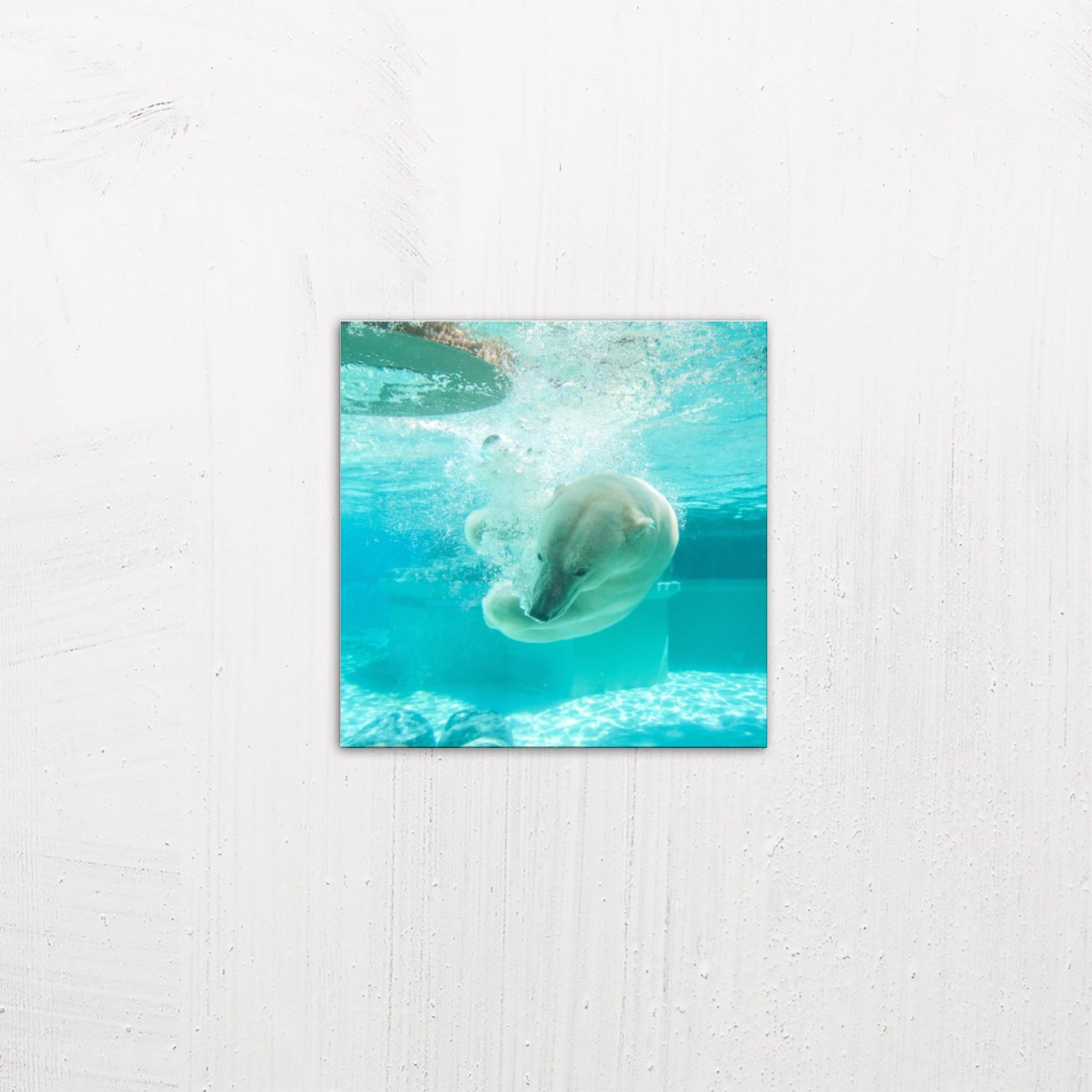 A small size metal art poster display plate with printed design of a Polar Bear Under Water