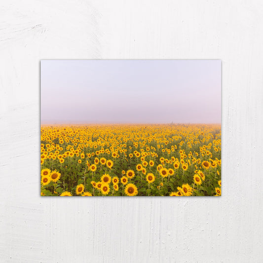 Sunflower Field at Dawn