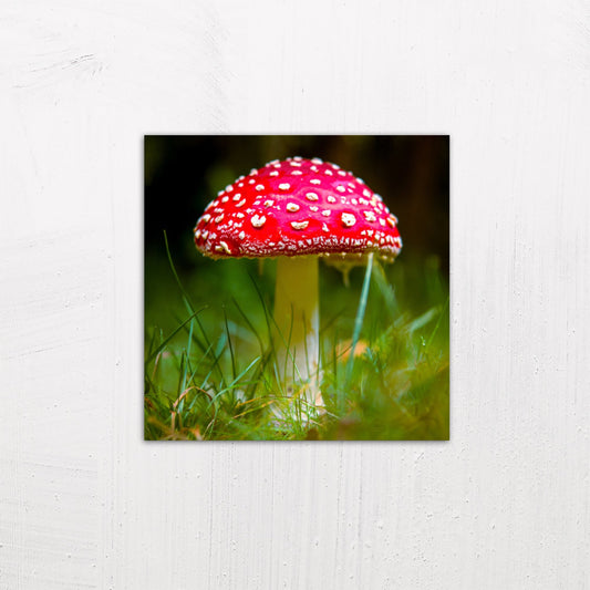 A medium size metal art poster display plate with printed design of a Fly Agaric (Amanita muscaria) Fungi