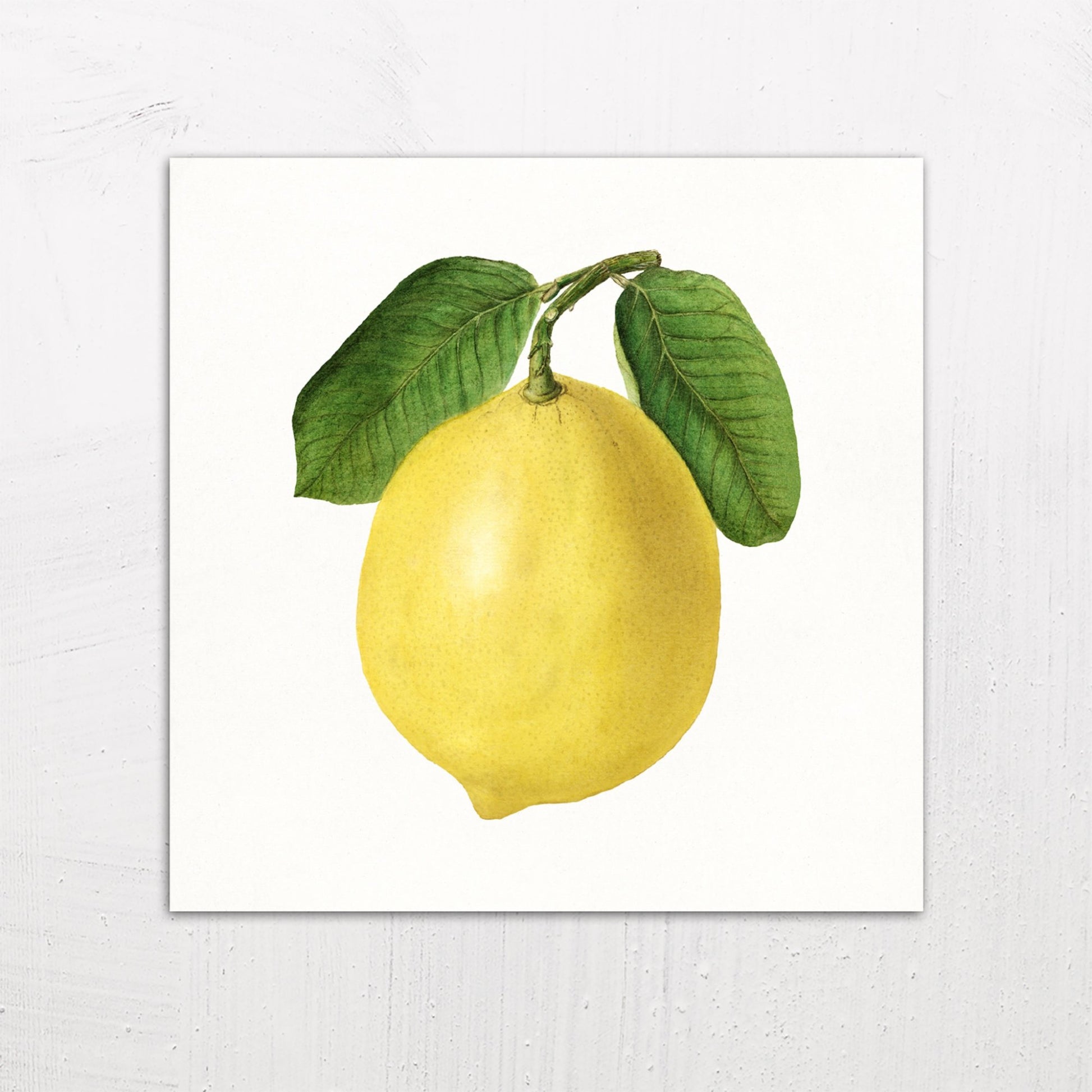 A large size metal art poster display plate with printed design of a Vintage Lemon Illustration by Ellen Isham Schutt (1910)