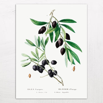 Olive (Olea Europaea) by Pierre-Joseph Redouté (1801-1819)