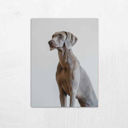 A medium size metal art poster display plate with printed design of a Weimaraner