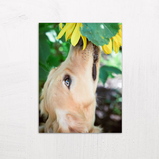 A medium size metal art poster display plate with printed design of a Golden Retriever with a Flower