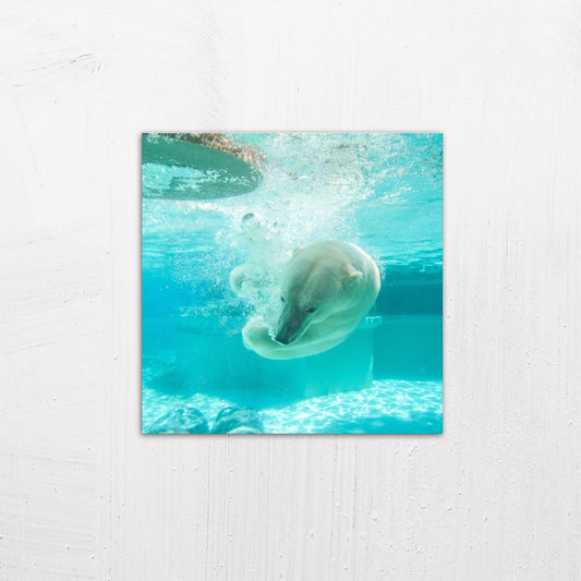 A medium size metal art poster display plate with printed design of a Polar Bear Under Water