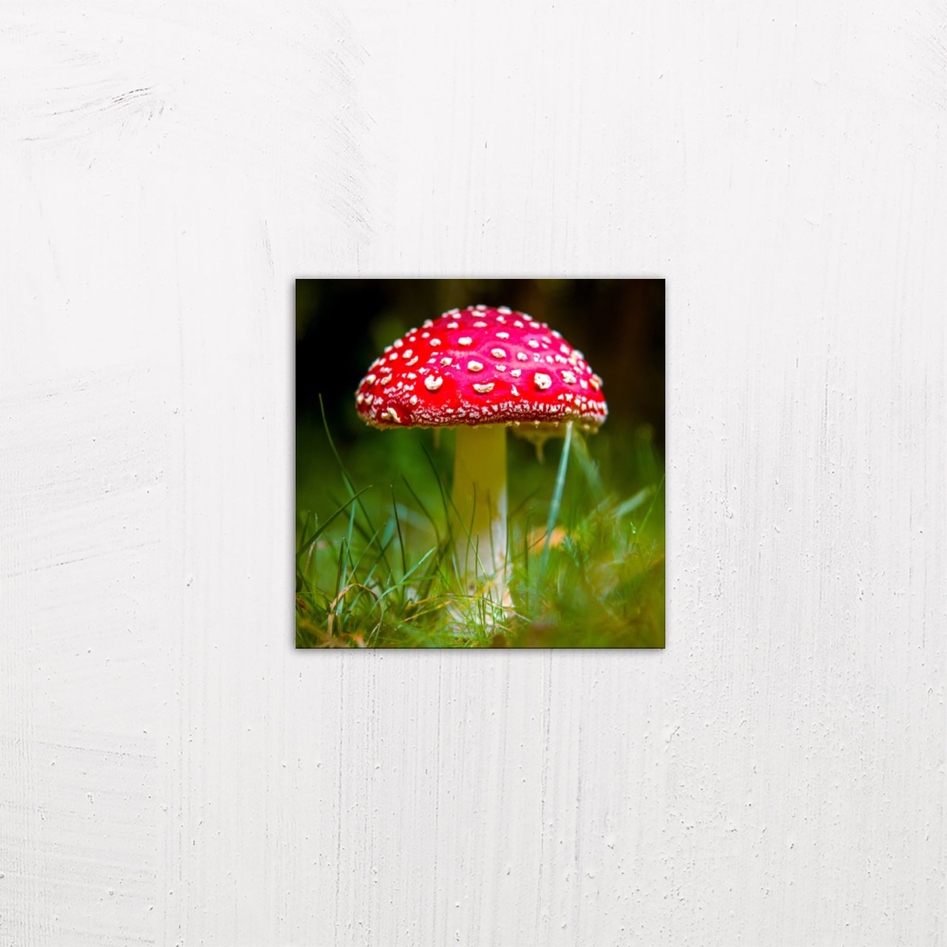 A small size metal art poster display plate with printed design of a Fly Agaric (Amanita muscaria) Fungi