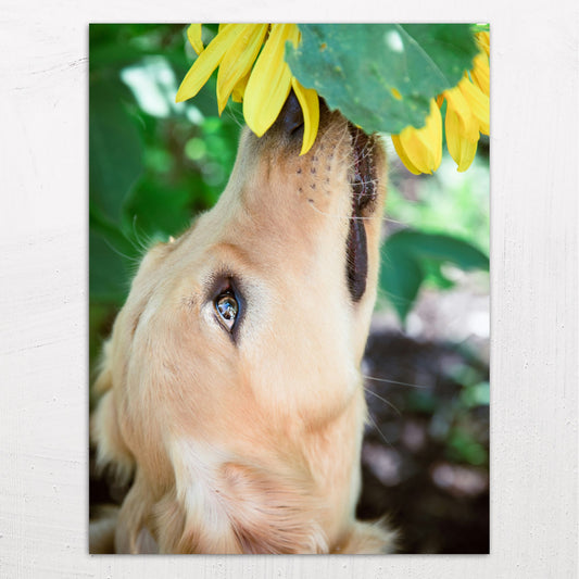 A large size metal art poster display plate with printed design of a Golden Retriever with a Flower
