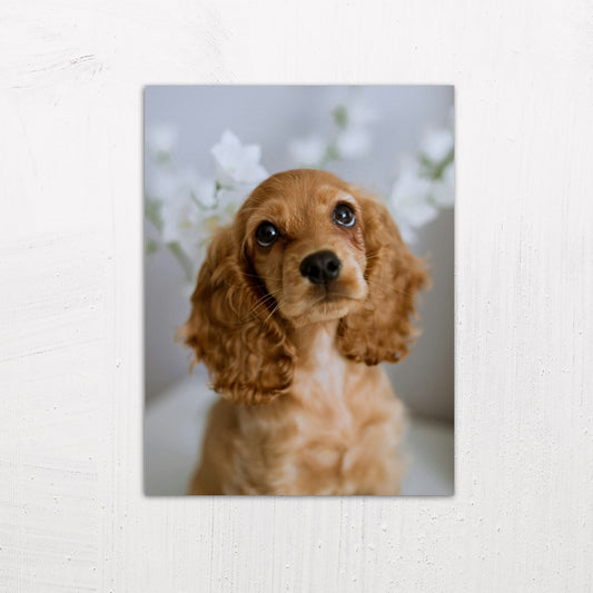 A medium size metal art poster display plate with printed design of a Cute Golden Cocker Spaniel