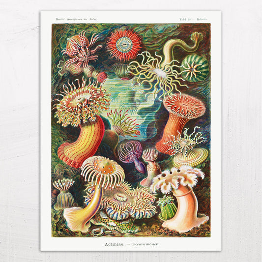 Actiniae Seeanemonen (Sea Anemones) by Ernst Haeckel (1904)