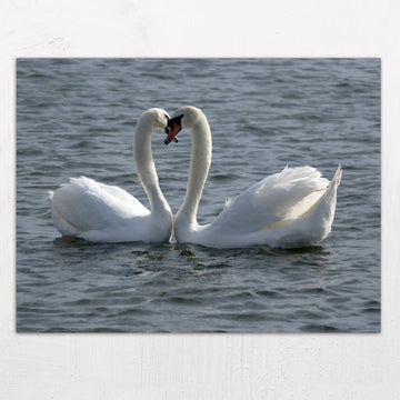 Two Swans Make a Heart