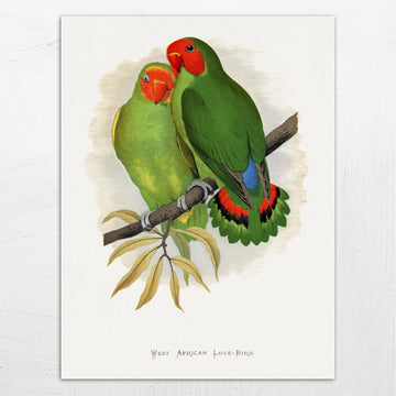 West African Love Birds by Alexander Francis Lydon