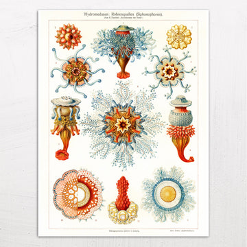 Hydromedusen: Röhrenquallen (Siphonophoren) (Tube Jellyfish) by Ernst Haeckel (1905)