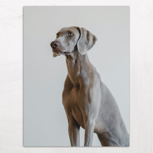 A large size metal art poster display plate with printed design of a Weimaraner