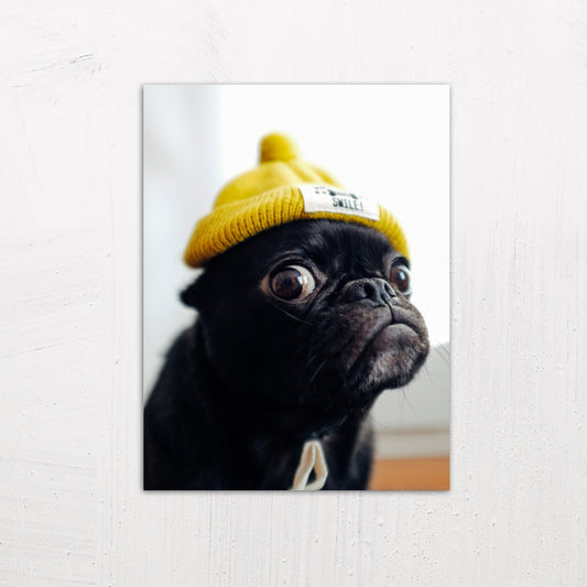 A medium size metal art poster display plate with printed design of a Pug in a Yellow Hat