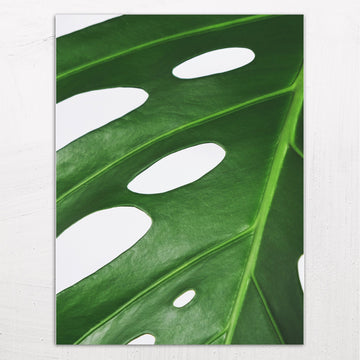 Monstera Leaf