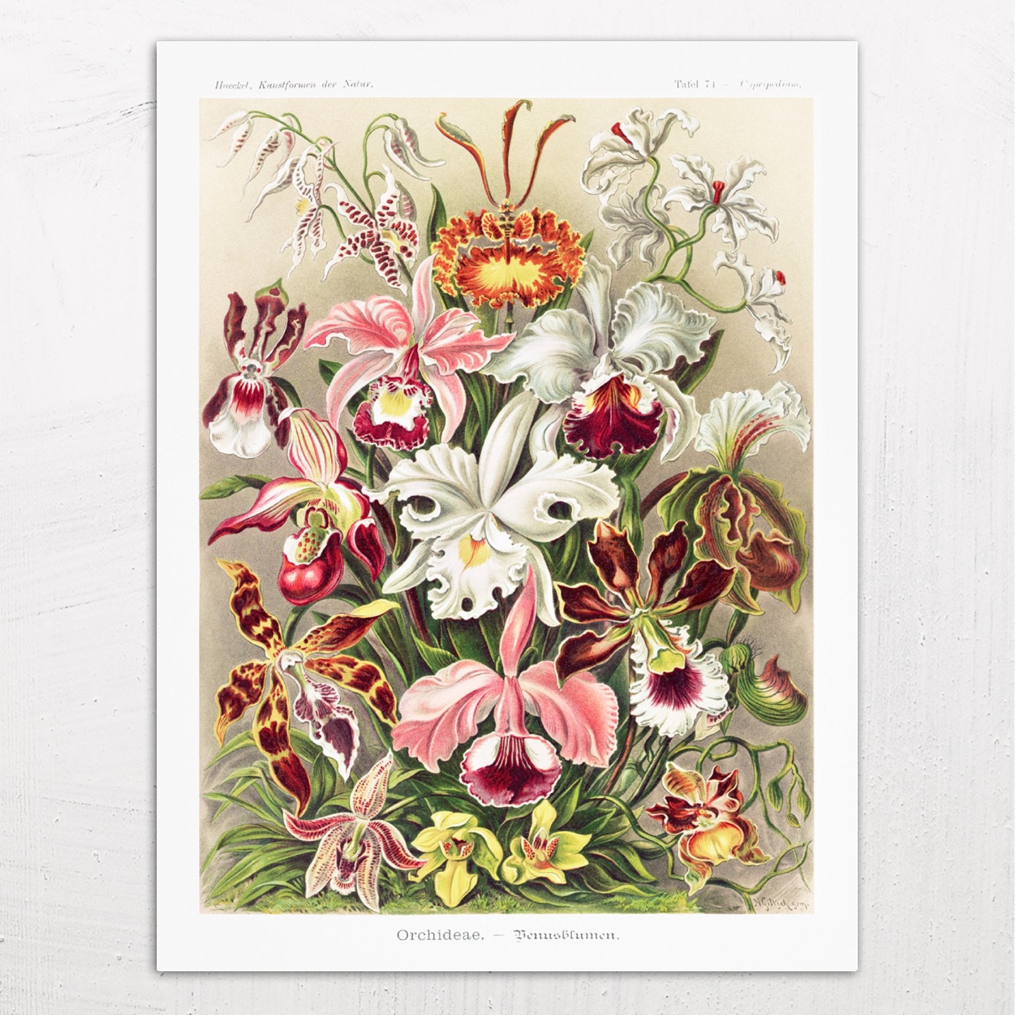 Orchideae. - Denusblumen / A. Giltsch, gem (Orchids) by Ernst Haeckel (1904)