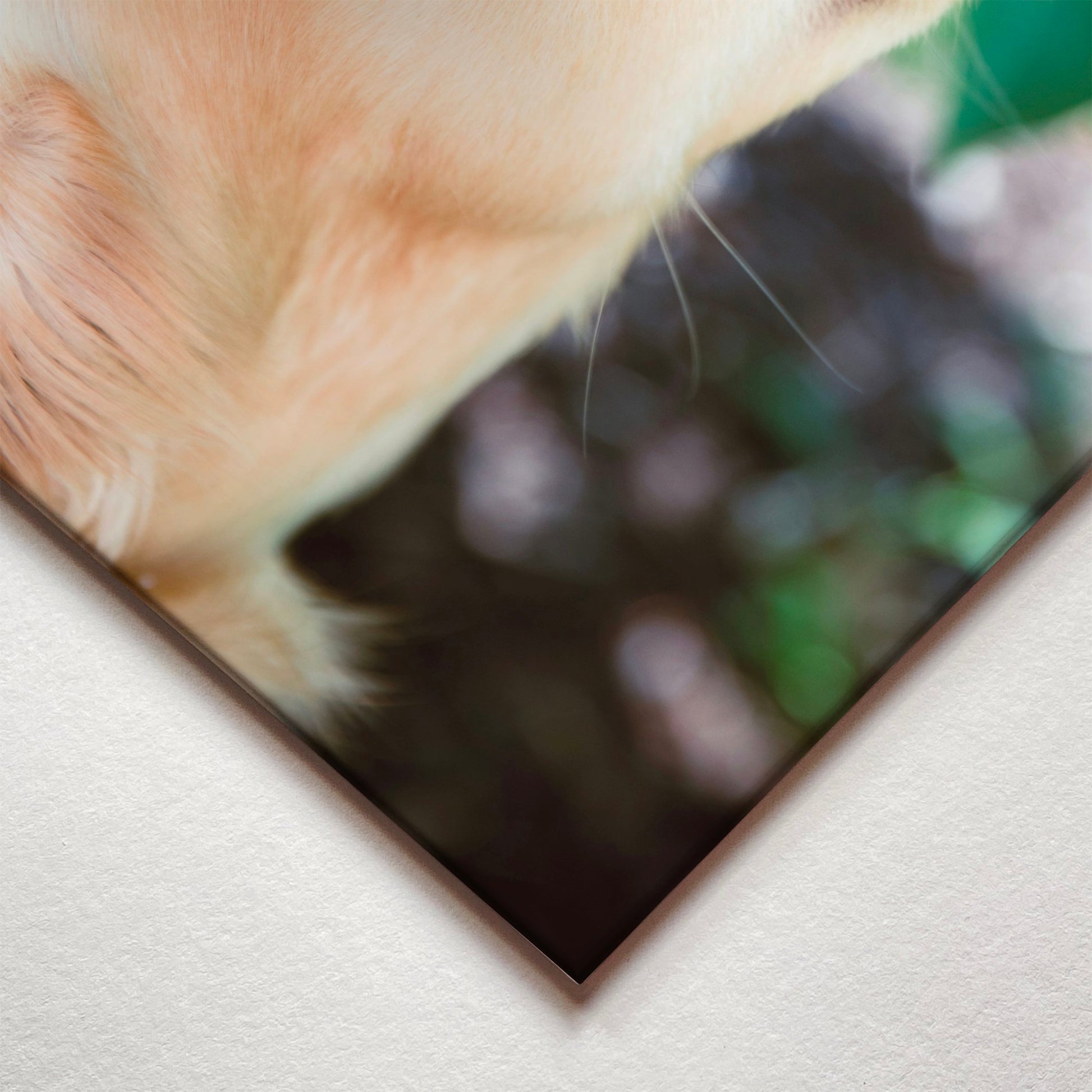 A closeup corner detail view of a metal art poster display plate with printed design of a Golden Retriever with a Flower