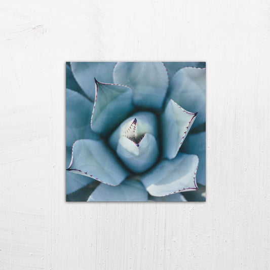 A medium size metal art poster display plate with printed design of a Blue Succulent